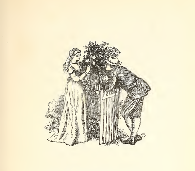 The rose that blushes rosy red