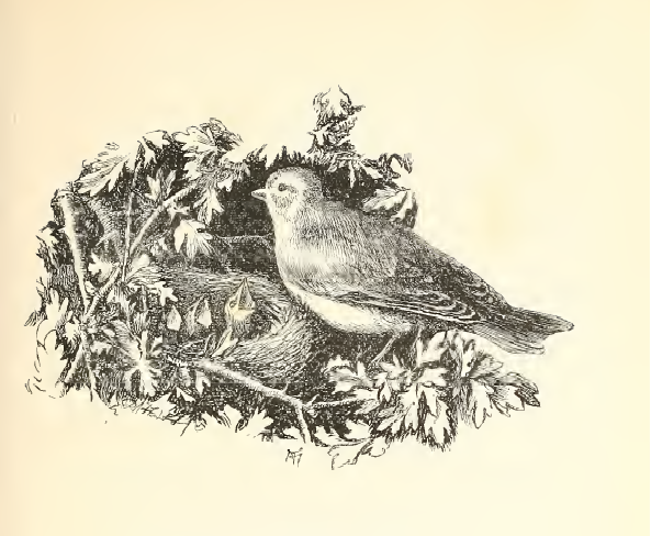 A linnet in a gilded cage