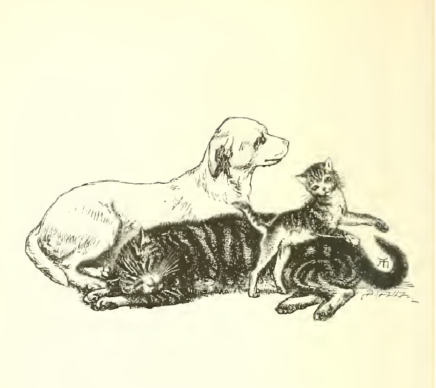 Pussy has a whiskered face