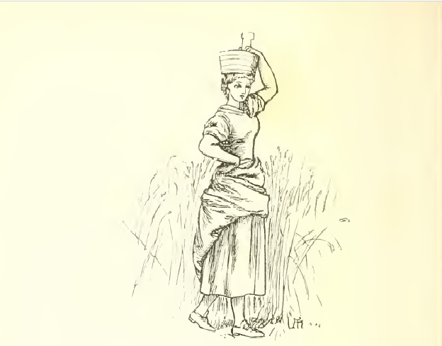 Rosy maiden Winifred