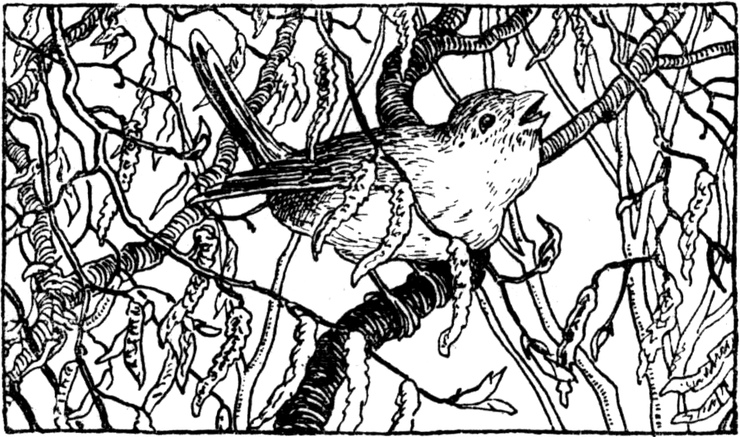 Der kleine Vogel singt
  in den Zweigen