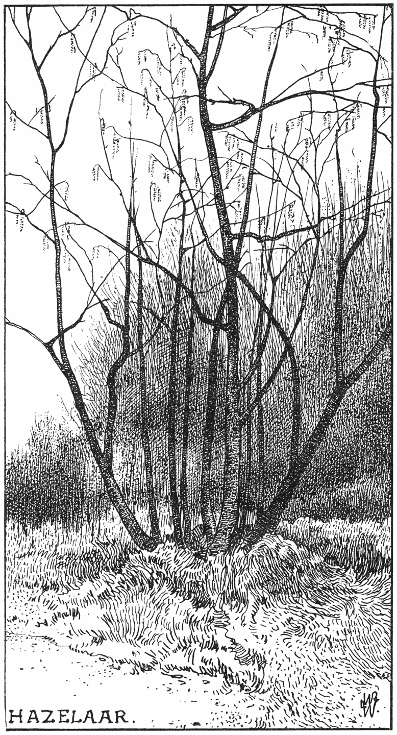 HAZELAAR.