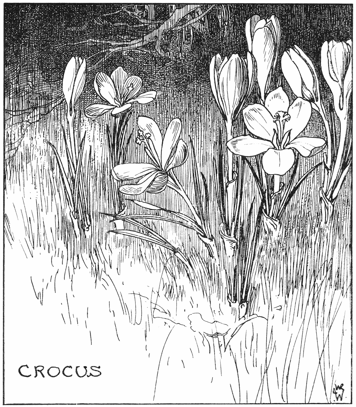 CROCUS