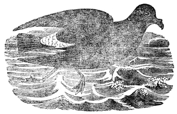 A petrel flying over the sea.