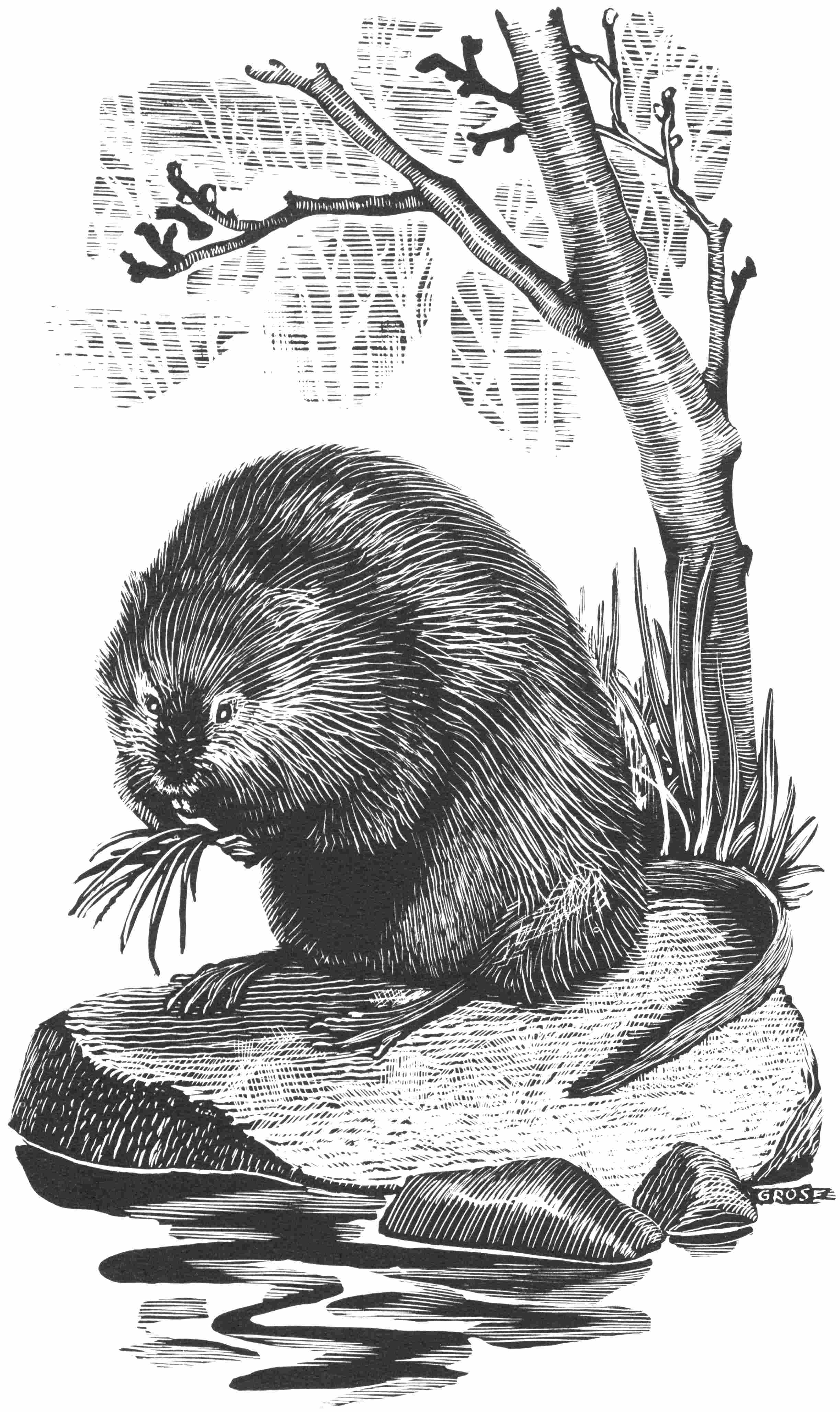 Muskrat