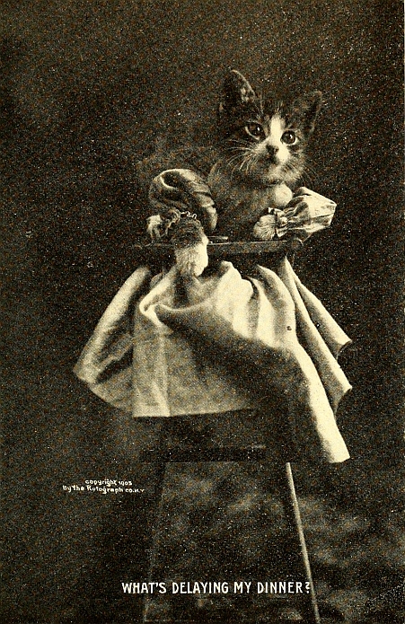 kitten in high chair