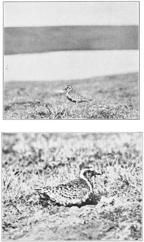 Pacific golden plover