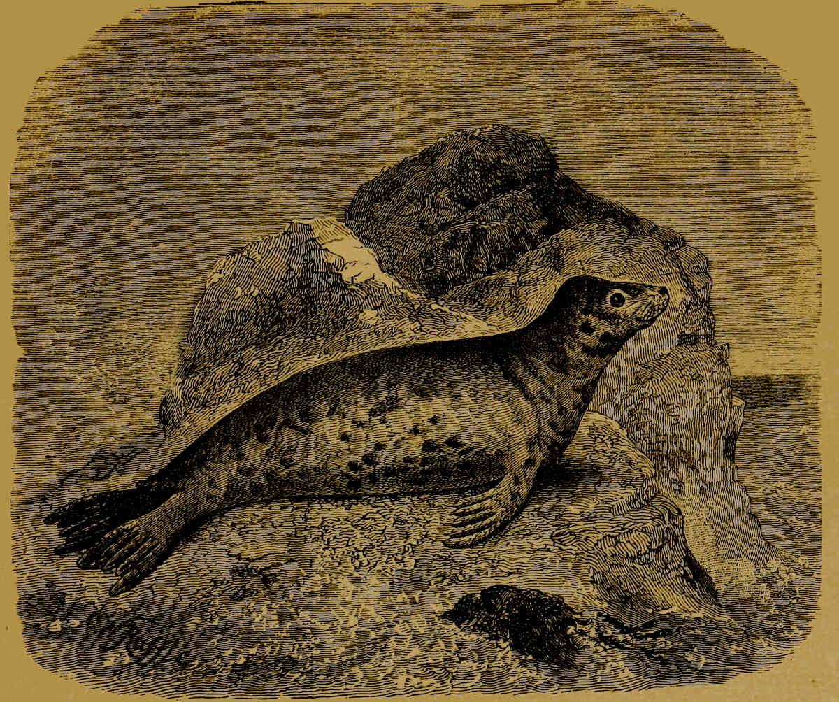 Grey Seal