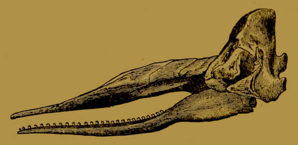 Skull of Sperm Whale