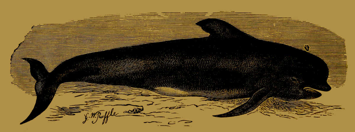 Pilot Whale