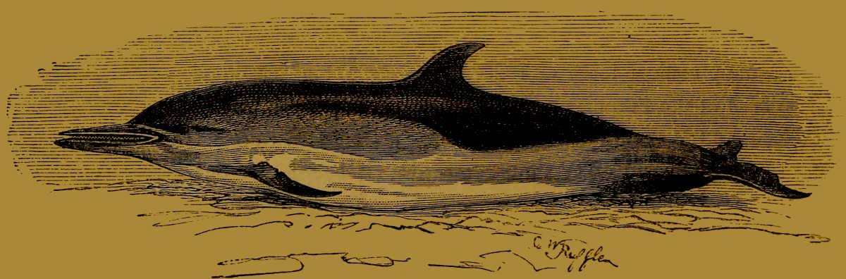 Common Dolphin