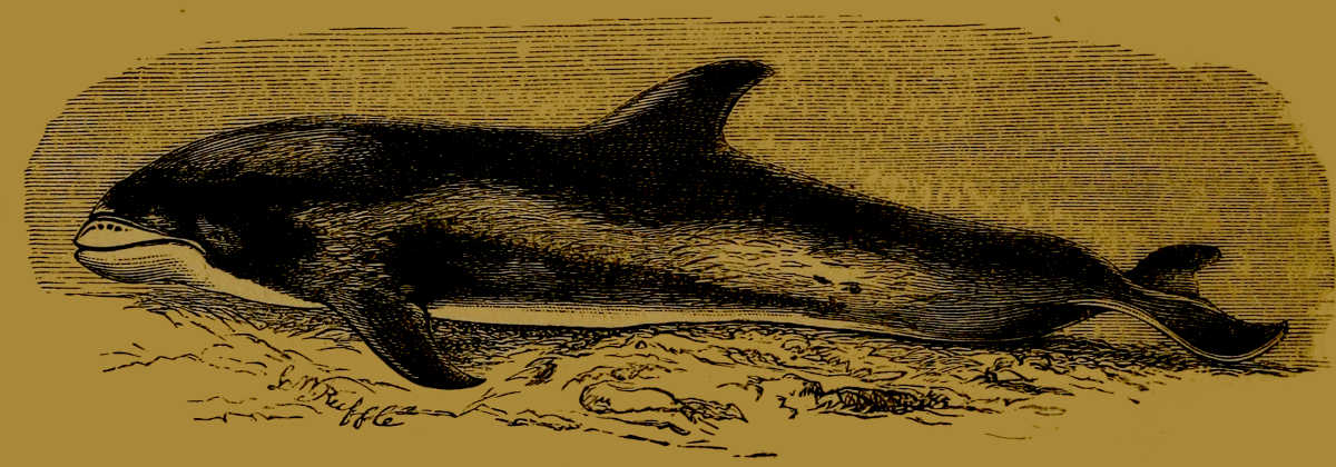 White-beaked Dolphin