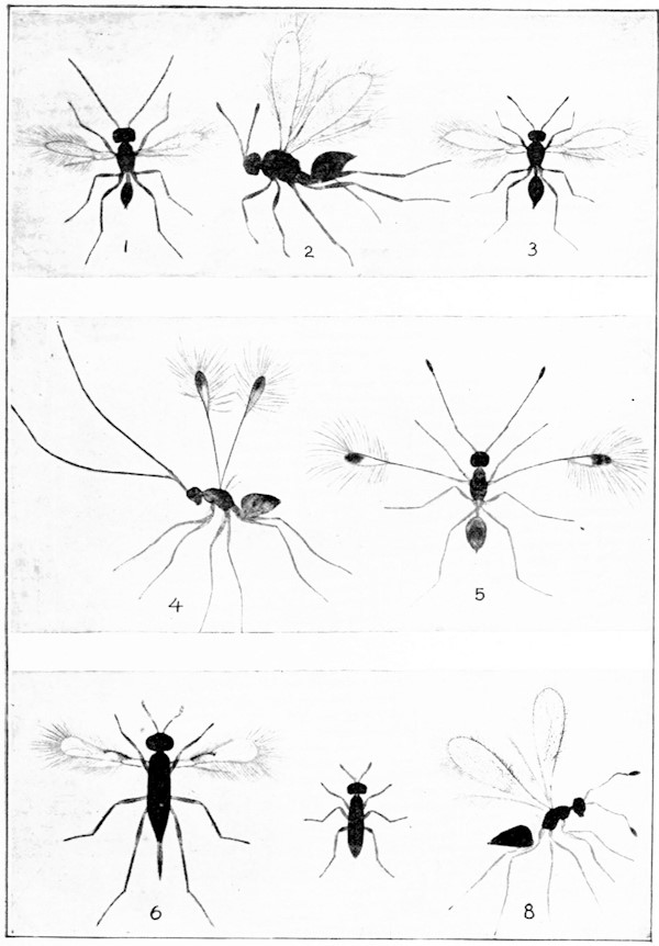 photo-micrographs of various fairy flies