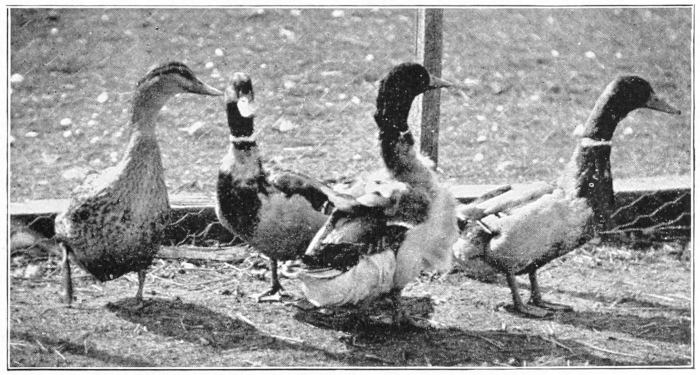 Rouen ducks