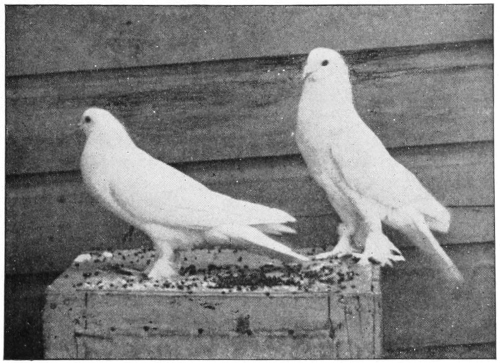 pouter pigeons