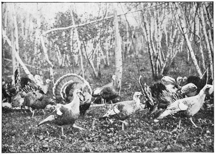 Turkeys
