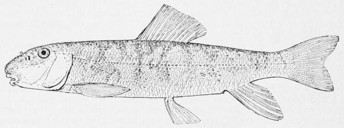 Common sucker