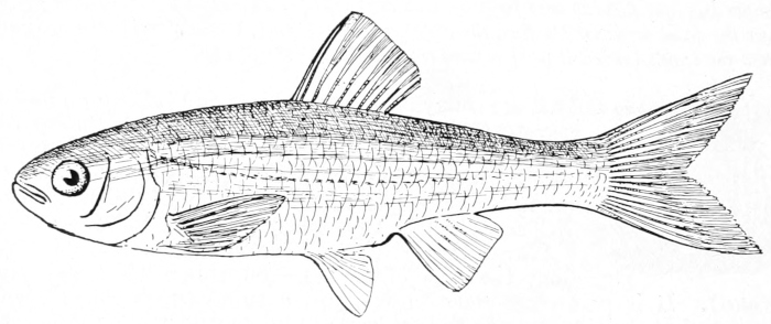 Common shiner
