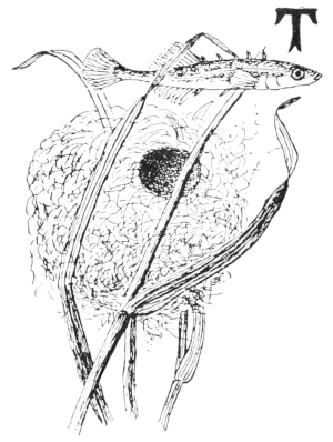 Stickleback