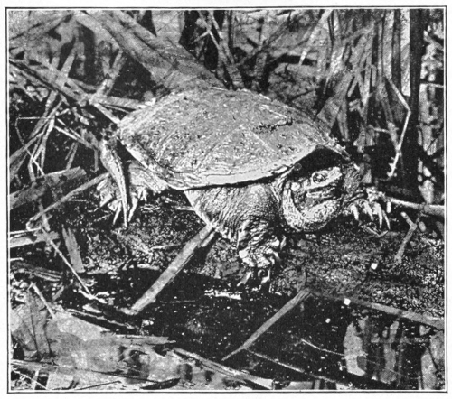 Snapping turtle