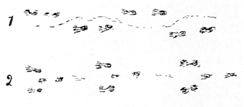 Coon tracks
