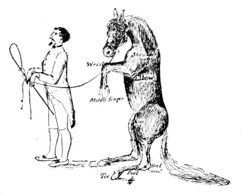 horse