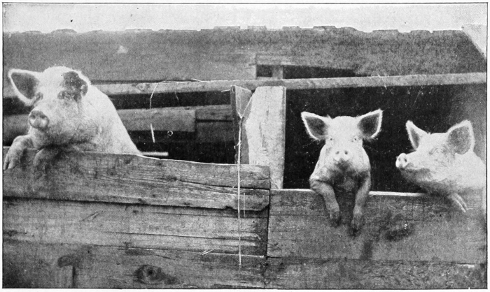 Pigs at trough