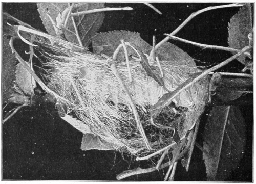 Cecropia cocoon