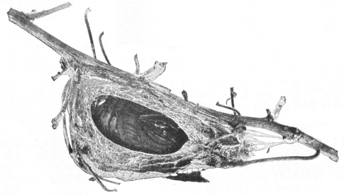 Cecropia cocoon