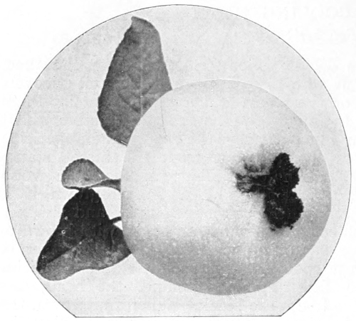 Wormy apple