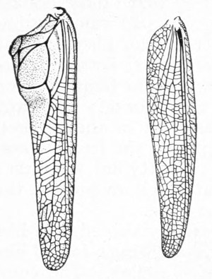 Grasshopper wing