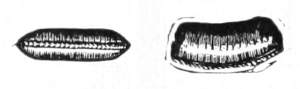 Egg-case