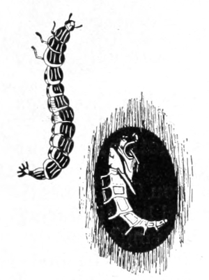 Larva and pupa of firefly