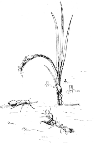 Architectural ants