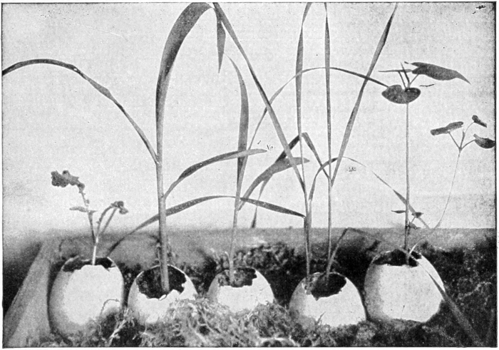 Egg shell farm