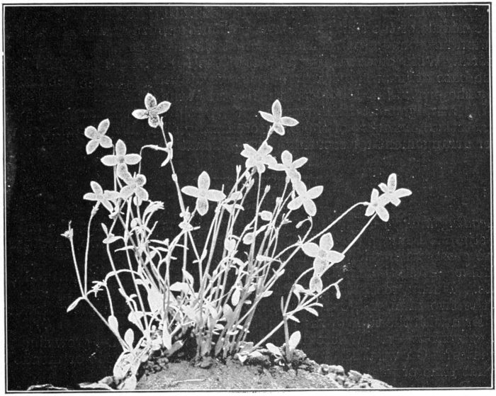 Bluets