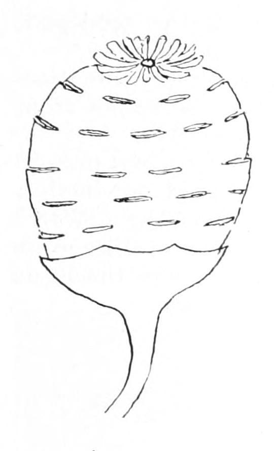 Pond lily seed vessel