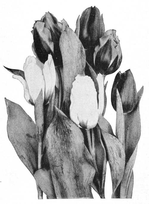 Tulips