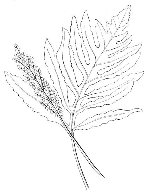 Sensitive fern