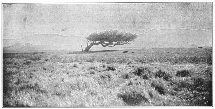Live oak