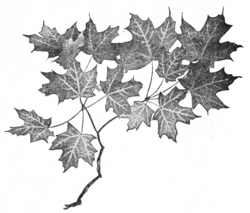 Sugar male leaves