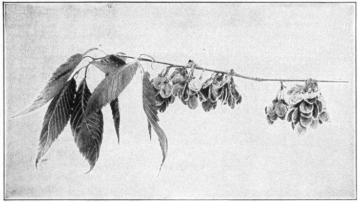 Elm seed