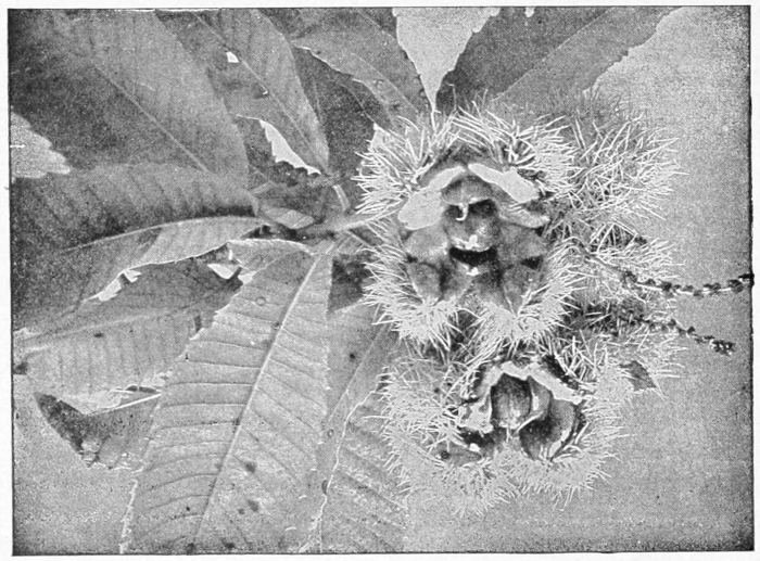 Chestnuts