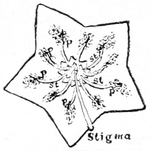 Laurel flower