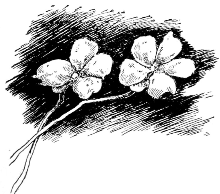 A vintage pen-and-ink drawing of two simple, four-petaled flowers on thin stems against a dark, cross-hatched background.