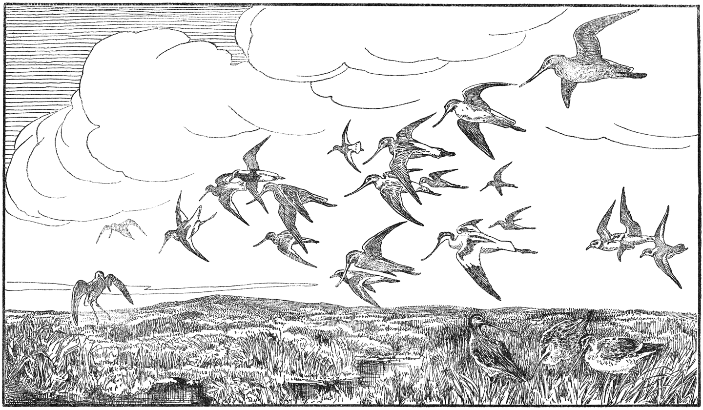 Steltloopers in ’t wad.—Kluit, grutto (Limosa limosa), Tureluur (Totanus totanus), goudplevier, bontbekplevier (Aegialites hiaticula).