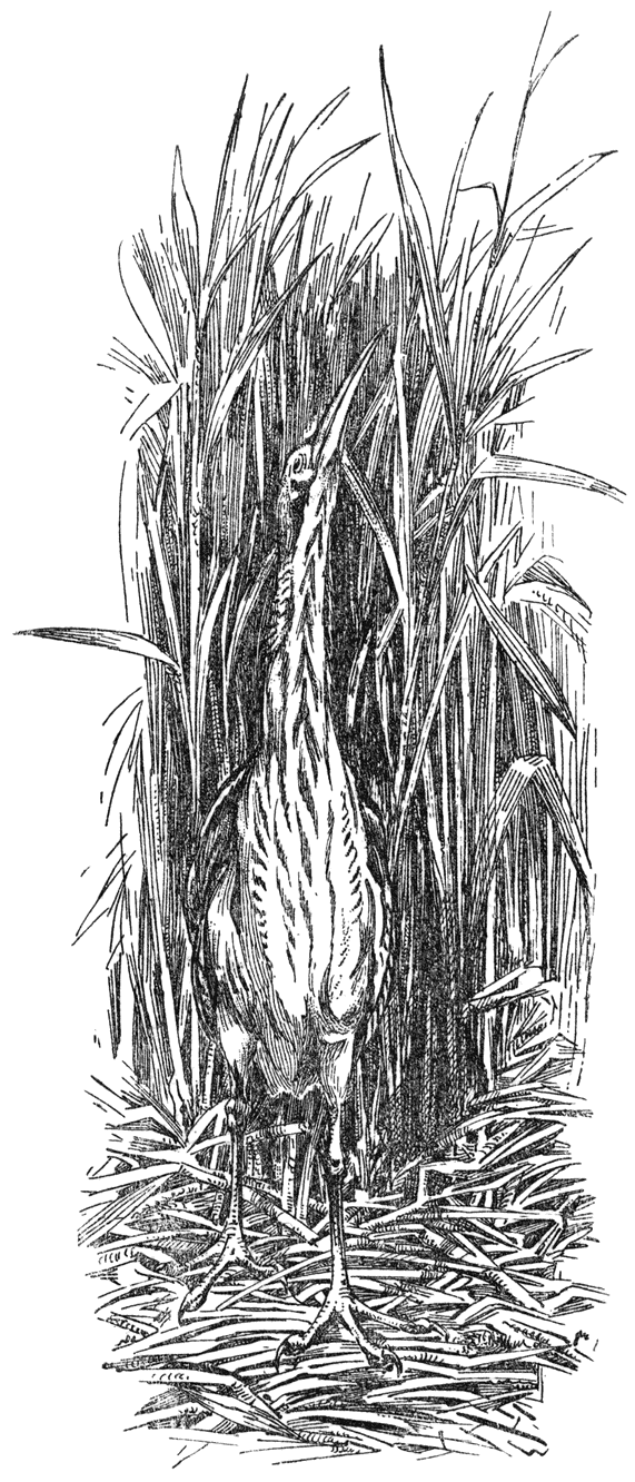 Roerdomp (Botaurus stellarus) in ’t riet.