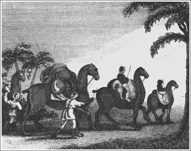 Laden camels and camel drivers