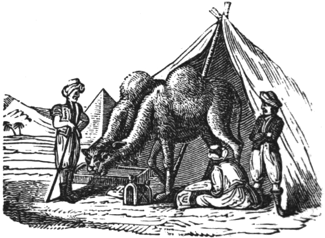 A camp scene with camels