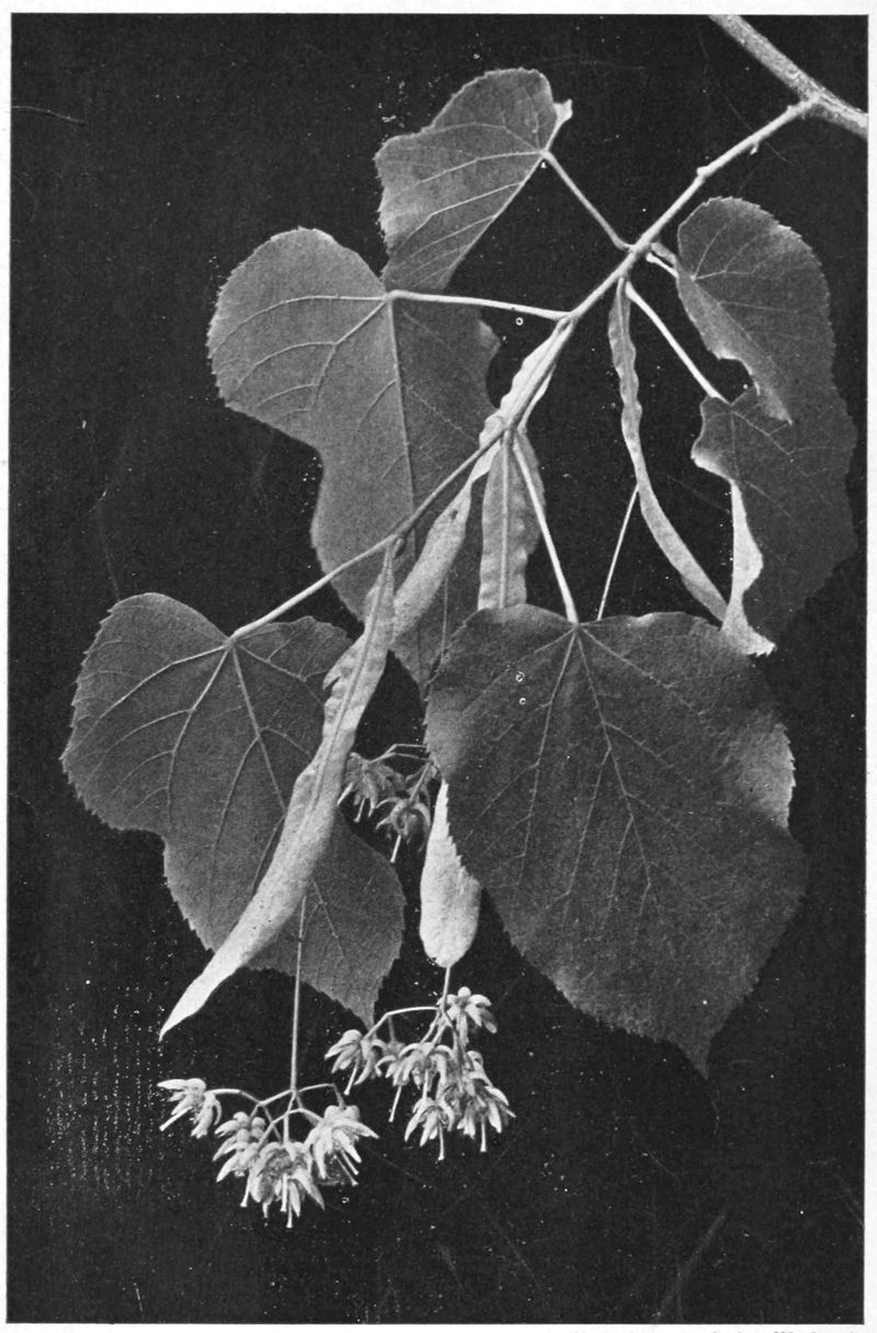 A branch of a vine hangs down. Clusters of small pale flowers hang at the bottom.